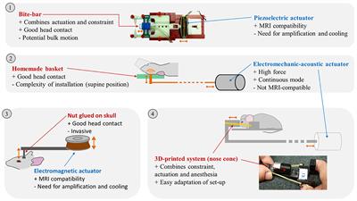Magnetic Resonance Elastography of Rodent Brain